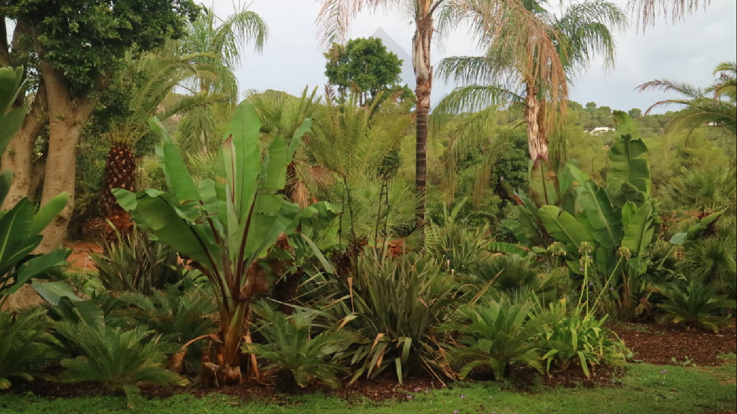 WEG Ibiza Tropical Garden 2