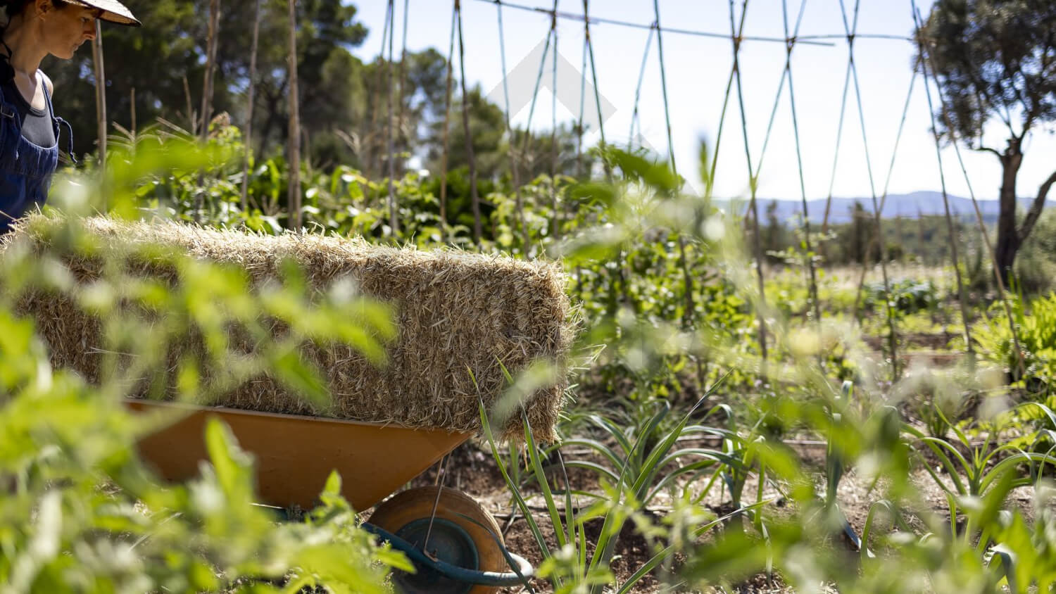 WEG Ibiza Vegetable Garden 5