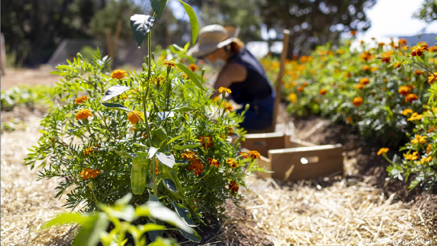 WEG Ibiza Vegetable Garden 7